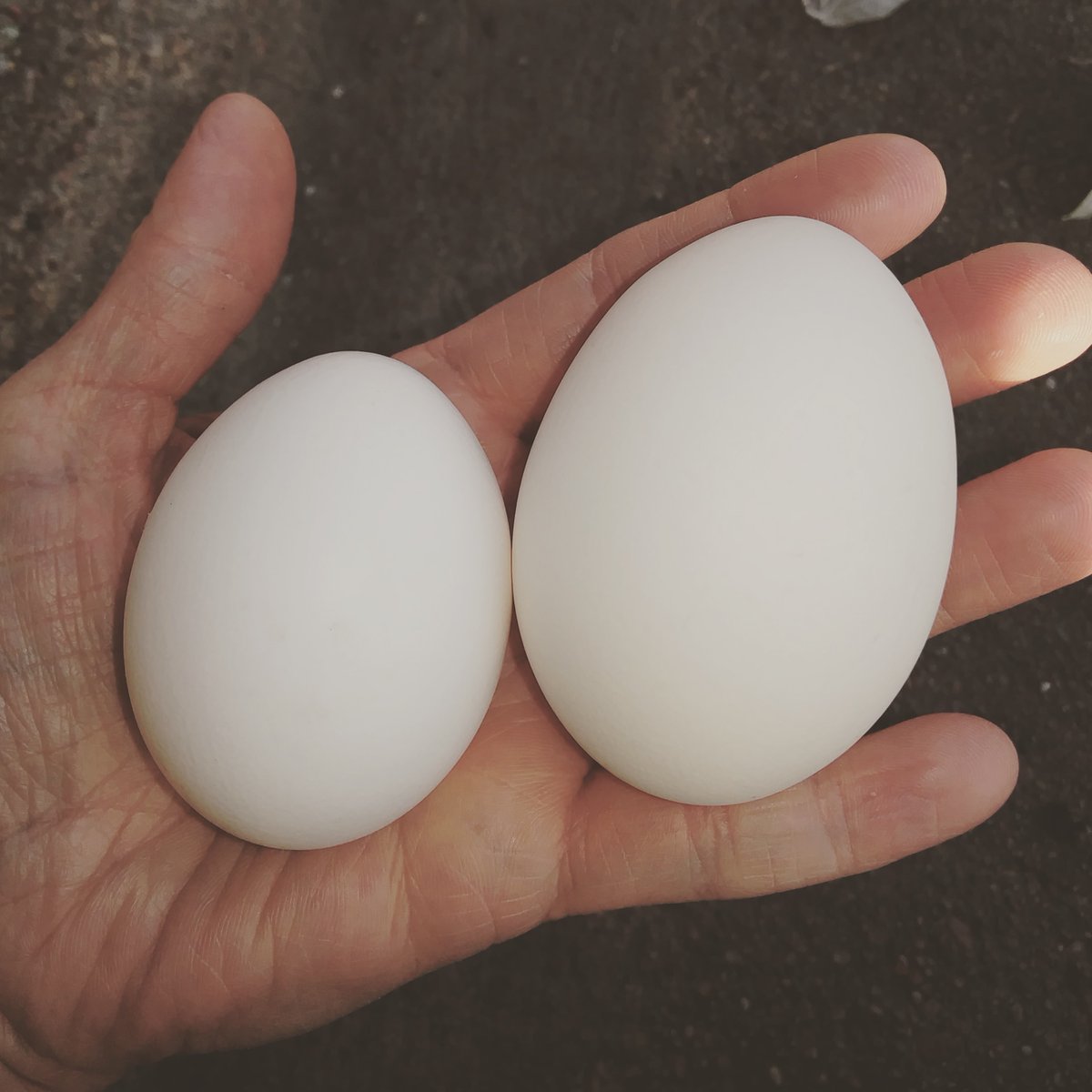 _amandab04's tweet photo. We've got an overachiever in the flock. #backyardchickens https://t.co/uvifwIaPLq