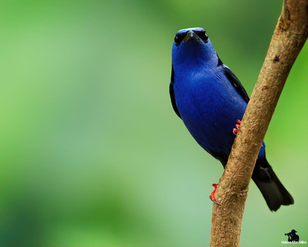 NatureManMike's tweet photo. Red-legged Honeycreeper
#birdphotography #bird_captures #BirdTwitter #bestbirds #best_birds_of_world #1birdshot #CostaRica #birdsofinstagram #birdwatching #strabopixelclub #audubonsociety #NaturePhotography #allmightybirds #audubontakeover #TwitterNatureCommunity https://t.co/5cgAGecQg3