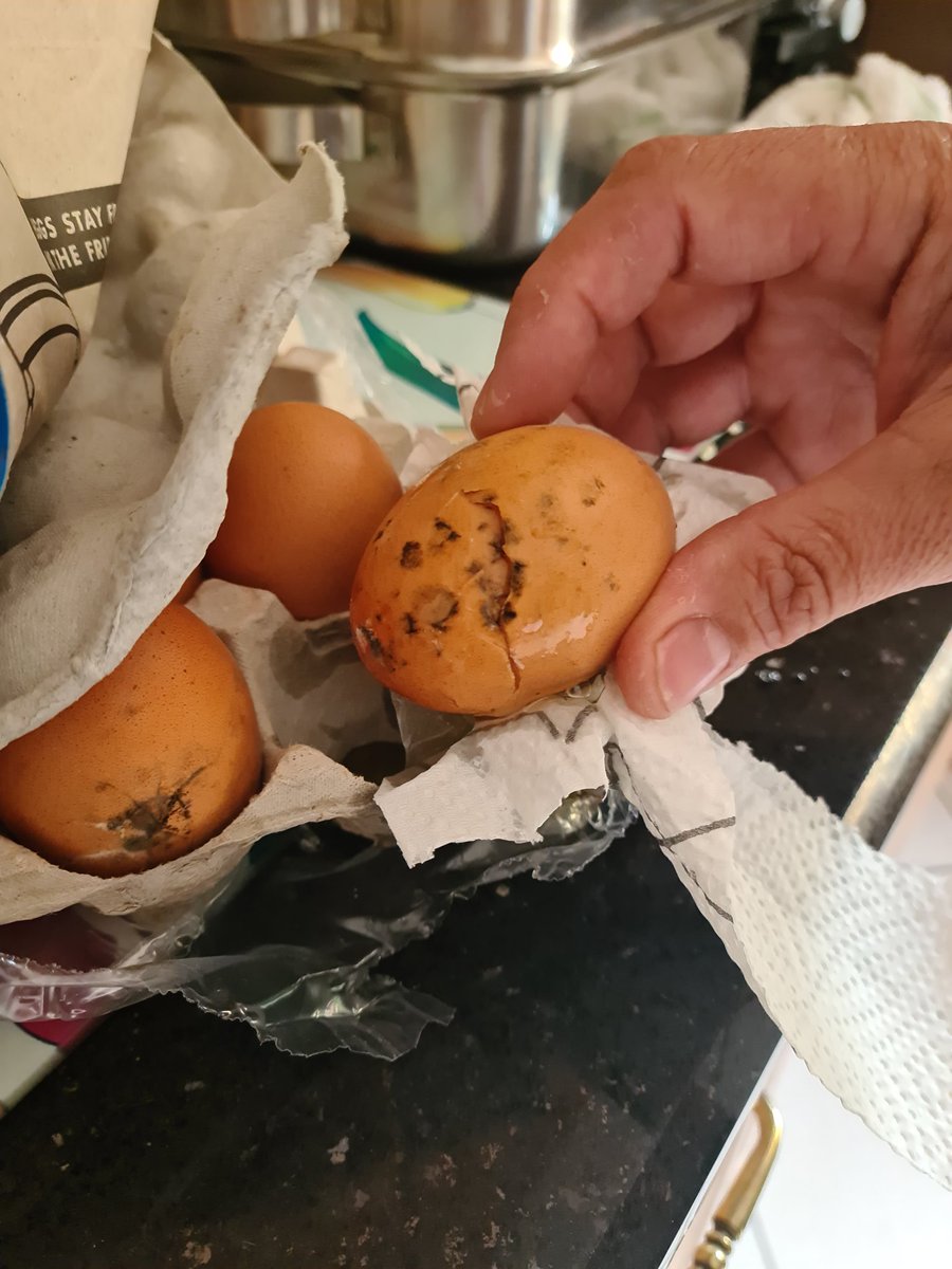 4everMtb's tweet photo. @nulaidza. I called your customer call centre a week ago regarding my last tray of nulaid eggs. The one egg was rotten (I accept, that happens) but a few of the other eggs were full of manure. Got a reference number, now what? Ref. 20-11-6 https://t.co/rML0nFKNCa