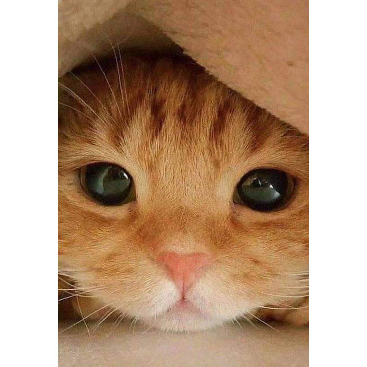 sayma_eva's tweet photo. #NewProfilePic https://t.co/8bNxebbEBa
