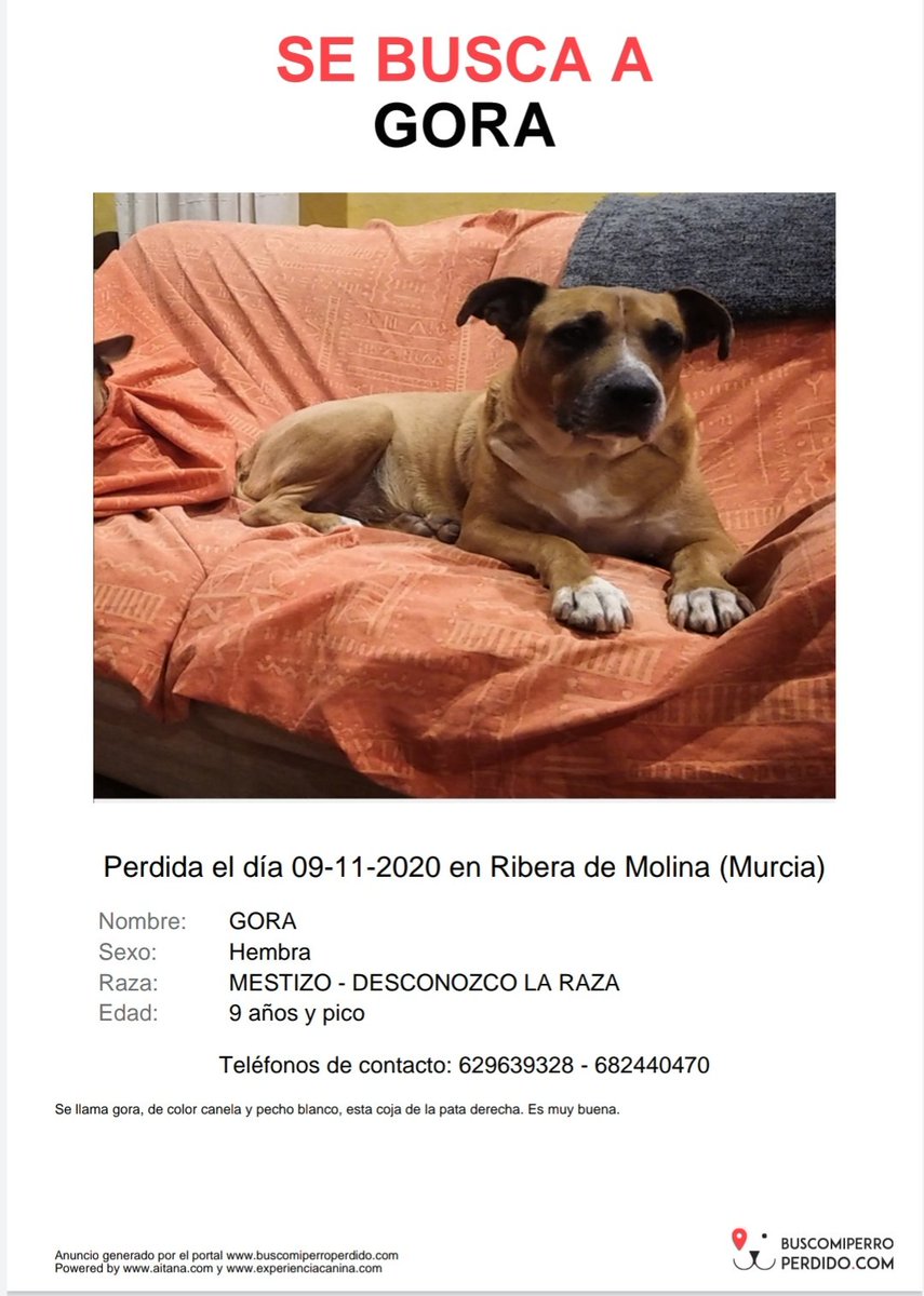 Hugorojol's tweet photo. Porfa, un RT podría echarnos una mano. Buscamos a Gora. Se perdió en Ribera de Molina (Murcia). Mestiza marrón de 9 años. Cojea de una pata. Es MUY BUENA y se acercaría si la llamas por su nombre. Si alguien sabe algo, que me diga por MD o al teléfono del cartel. ¡Gracias! https://t.co/eeT3coCI2T