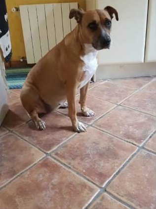 Hugorojol's tweet photo. Porfa, un RT podría echarnos una mano. Buscamos a Gora. Se perdió en Ribera de Molina (Murcia). Mestiza marrón de 9 años. Cojea de una pata. Es MUY BUENA y se acercaría si la llamas por su nombre. Si alguien sabe algo, que me diga por MD o al teléfono del cartel. ¡Gracias! https://t.co/eeT3coCI2T