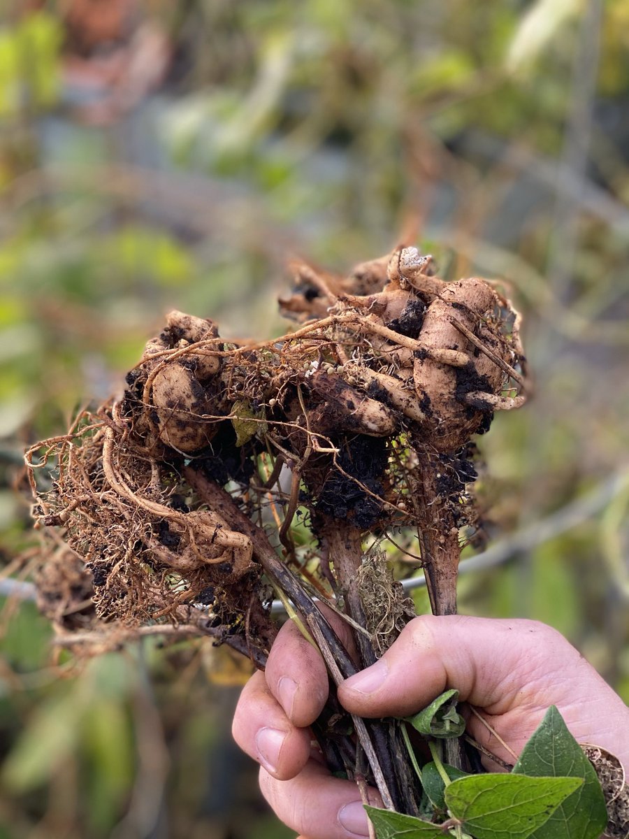 RobsAllotment's tweet photo. #GardenLockdownJobs Bonus fact!
.
Did you know the tuberous roots of runner beans can be kept overwinter in pots and used to grow again next year as they are perennial 😵
.
Therefore it’s not just the seeds you can save, so get to the compost bin and dig those roots out! 🤣 https://t.co/hlmeA6cK1p