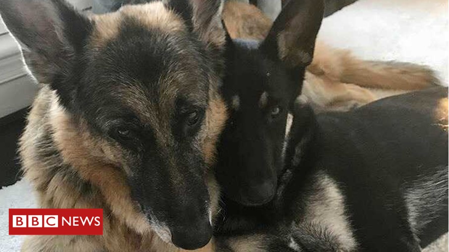Meet Champ and Major, the new 'First Dogs' of America 🐕🐕 bbc.in/3eHeEZ9
