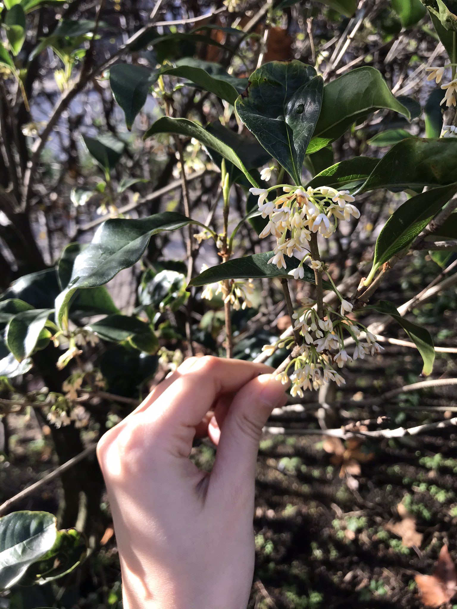 Maki Nishikawa 公園を歩いているとどこからか金木犀 の香りが でも見渡しても見覚えのあるオレンジの花は見つからず クンクン匂いをたどってみると 白い金木犀 に辿りつきました この花は英語でosmanthus 金木犀はorange Osmunthusというそうで 白の方が