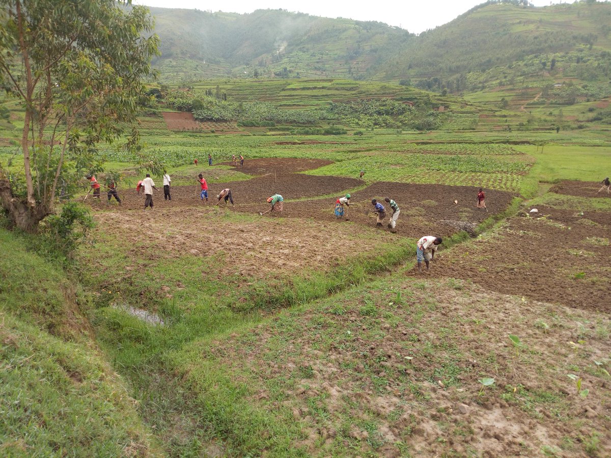 KarisimbiF's tweet photo. More activities on our 4-hectare farm in #Muyanza @rulindodistrict #organicfarming @IFAD https://t.co/kbYZC8iO3f