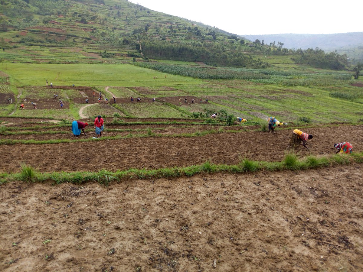 KarisimbiF's tweet photo. More activities on our 4-hectare farm in #Muyanza @rulindodistrict #organicfarming @IFAD https://t.co/kbYZC8iO3f