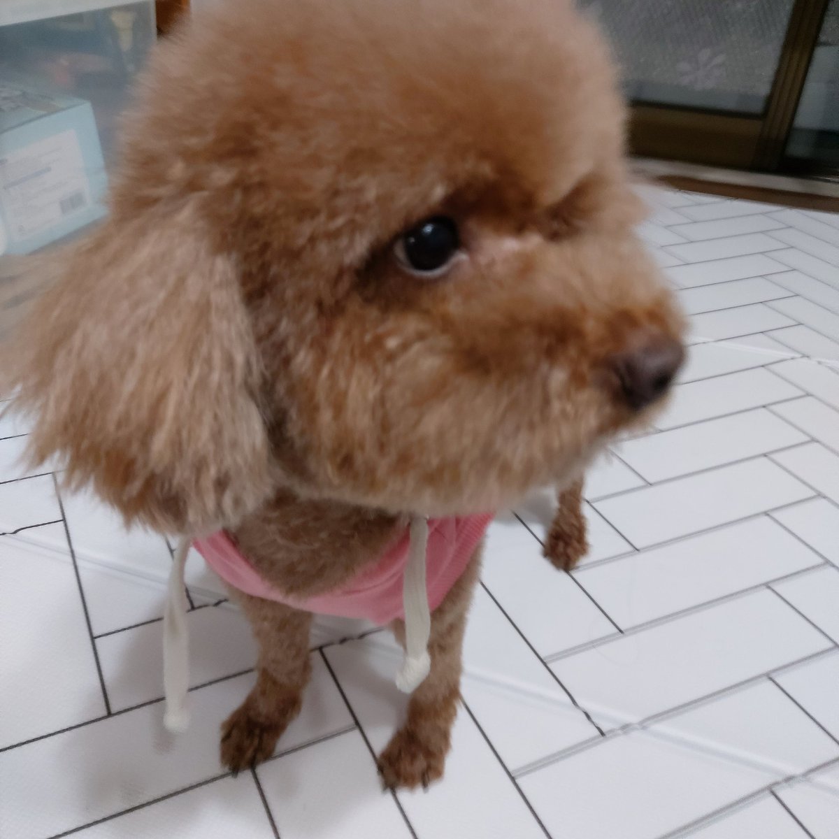 ___ahaa's tweet photo. 곰돌이가되서 왔어 진짜 빵실하고 귀엽다 https://t.co/YcmTuXbPXz