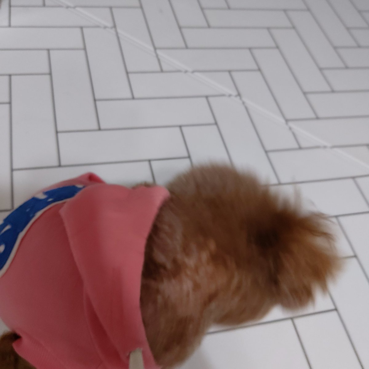 ___ahaa's tweet photo. 곰돌이가되서 왔어 진짜 빵실하고 귀엽다 https://t.co/YcmTuXbPXz
