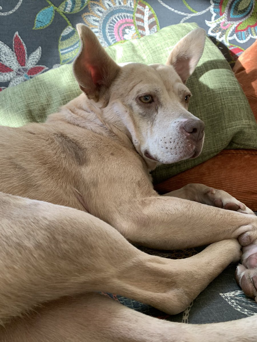 We have an exclusive Mocha sunbeam shot from  @moonshinemaude! Look at the sun glowing bright pink through Mocha’s ear, and enjoy the sense of well-being it brings