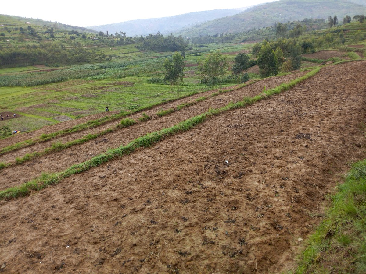 More activities on our 4-hectare farm in #Muyanza <a href="/rulindodistrict/">Rulindo District</a> #organicfarming <a href="/IFAD/">International Fund for Agricultural Development</a>