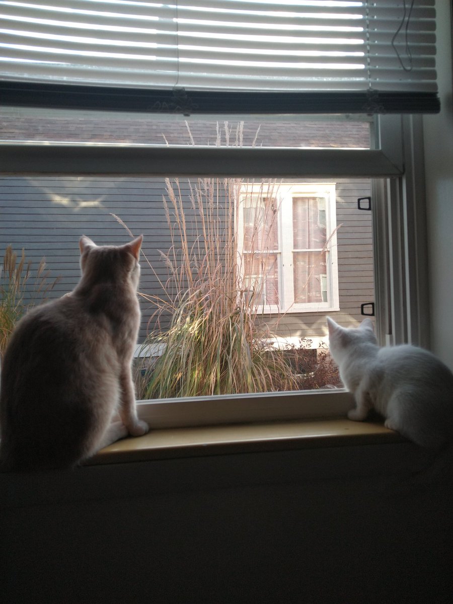 RealTweetTheCat's tweet photo. Morning bird-watching. Some day...
#KittensofTwitter #GoodMorningTwitterWorld https://t.co/GpS5Ps23yf