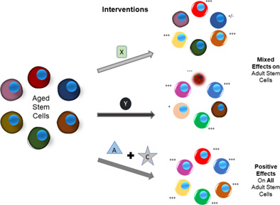StemCellsJournl's tweet photo. Restoring aged stem cell functionality: Current progress and future directions
#adultstemcells #agedstemcells #hematopoieticstemcells #intestinalstemcells #mesenchymalstemcells #msc #musclestemcells #neuralstemcells #rejuvenation #skinstemcells #stemcells https://t.co/E1FVdlnn9f https://t.co/dLXuwFDykn
