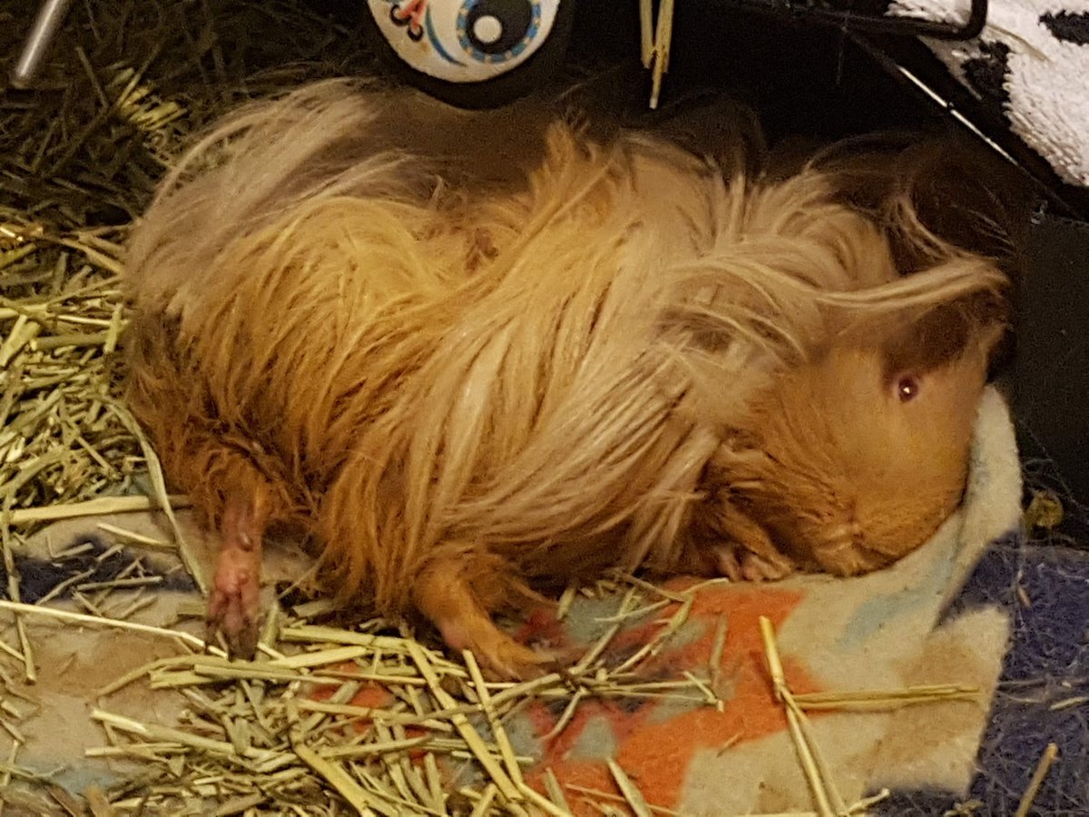 3LittlePeegs's tweet photo. 🎶She's got style
She's got grace
She's a Misty🎶
#DeathNapping #PiggyPantaloons #PiggyFeets https://t.co/Jwk8BhaoXi