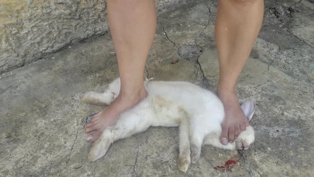 Tarek William Saab tweet media