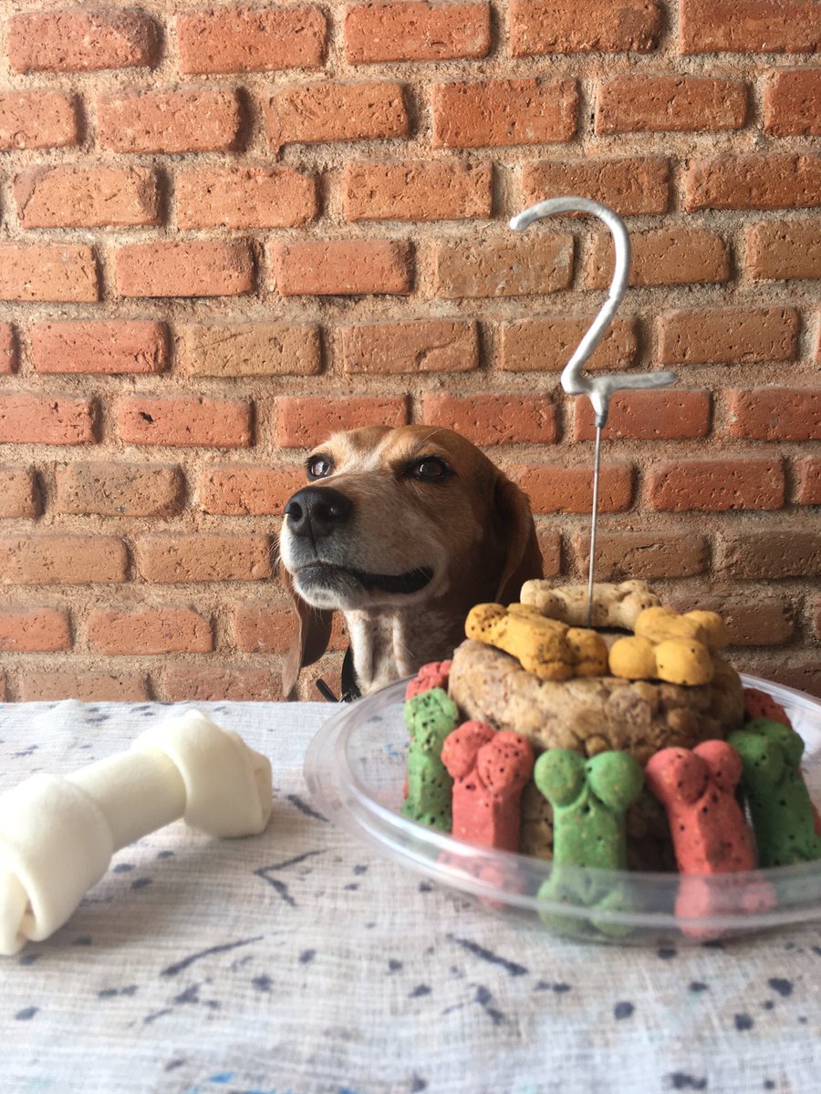 SuavesLomitos's tweet photo. Hoy Philippa cumple dos años en su nueva casa desde que fue adoptada 💛💛💛 https://t.co/OgwFzAoTC6 https://t.co/mreqTz2Sau
