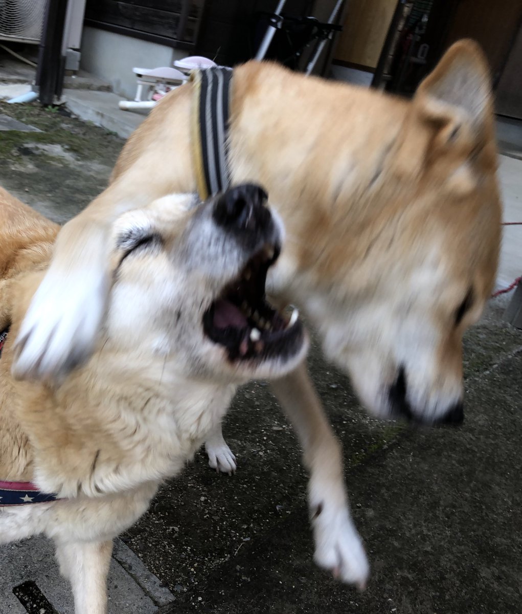 犬さん 同居している犬についガミガミしてしまいます どうすれば良いでしょうか 2ページ目 Togetter 犬さん 同居している犬についガミガミしてしまいます どうすれば良いでしょうか 2ページ目 Togetter