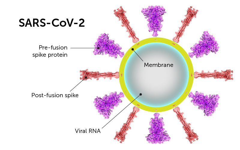 How is the  #Pfizer / BioNTech vaccine developed? #SARSCoV2 is covered w/Spike proteins that it uses to grab human cells. The vaccine consists of a small genetic material "messenger RNA" that provides instructions for a human cell to make a version of that Spike protein