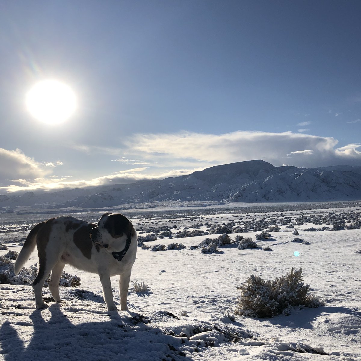 ScienceNevada's tweet photo. Exploring Esmeralda Co, NV for 14 Ma fossils we were met with 4" of thundersnow. Enjoyed the beauty and did birding. Observed, a hooded merganser, coots, western bluebird, western mockingbird, and a loggerhead shrike. Science doesn't let plans or the weather get in the way. #STEM https://t.co/JAtp2m7Jt7