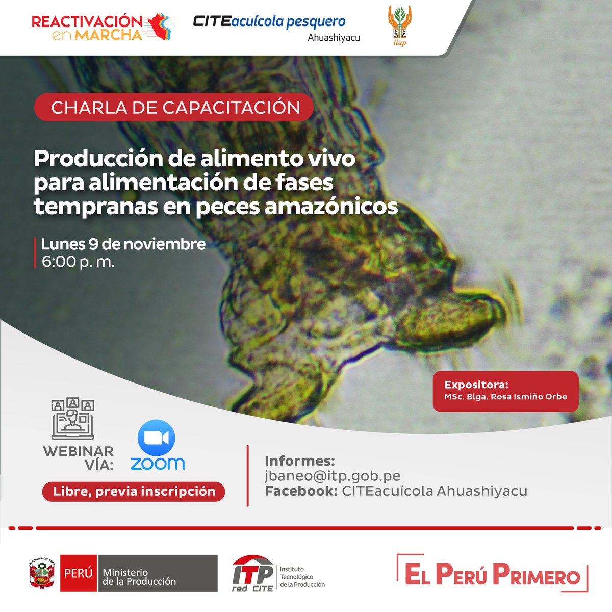 ITPproduccion's tweet photo. ¡Buen lunes! Esta es tu oportunidad de capacitarte en el proceso de producción de alimento vivo para alimentación de fases tempranas en peces amazónicos.

📌 Organiza: CITEacuícola Ahuashiyacu.
➡️ Inscripciones: https://t.co/NJ47v5d0Sa. https://t.co/TD8l61Ituw
