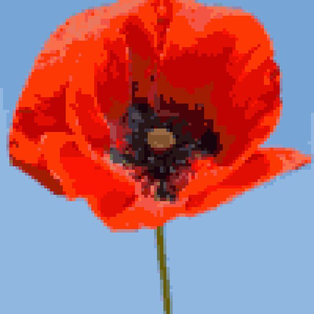 #DigitalPoppyChallenge