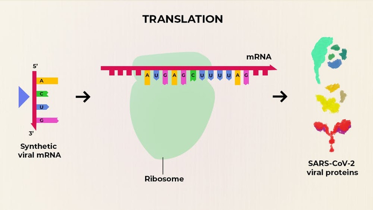 2. The mRNA is "translated" into Spike proteins in our cells. That activates our immune system to make antibodies & T cells so when we're exposed to the virus, we can quickly clear it. mRNA vaccines do not contain the virus itself—just the Spike part—& pose no risk of infection.