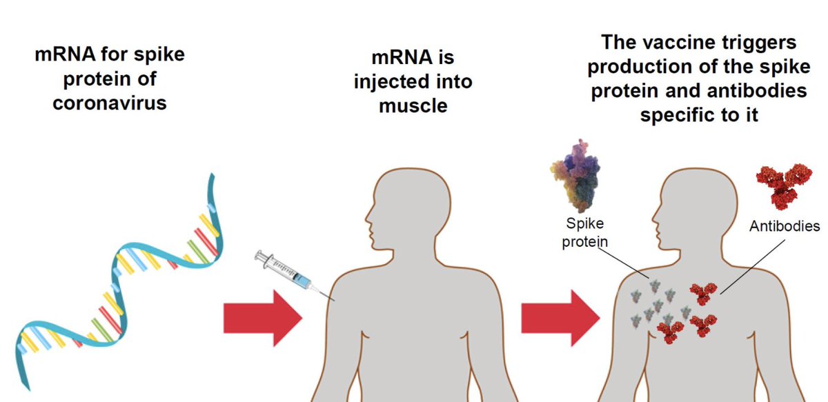 3. Pfizer's early results showed those w/ 2 injections, 3 weeks apart had 90% fewer cases of symptomatic  #COVID19 than those w/placebo. It's too early to know how long immunity lasts. Also too early to know whether / to what extent new  #SARSCoV2 mutations might evade immunity.