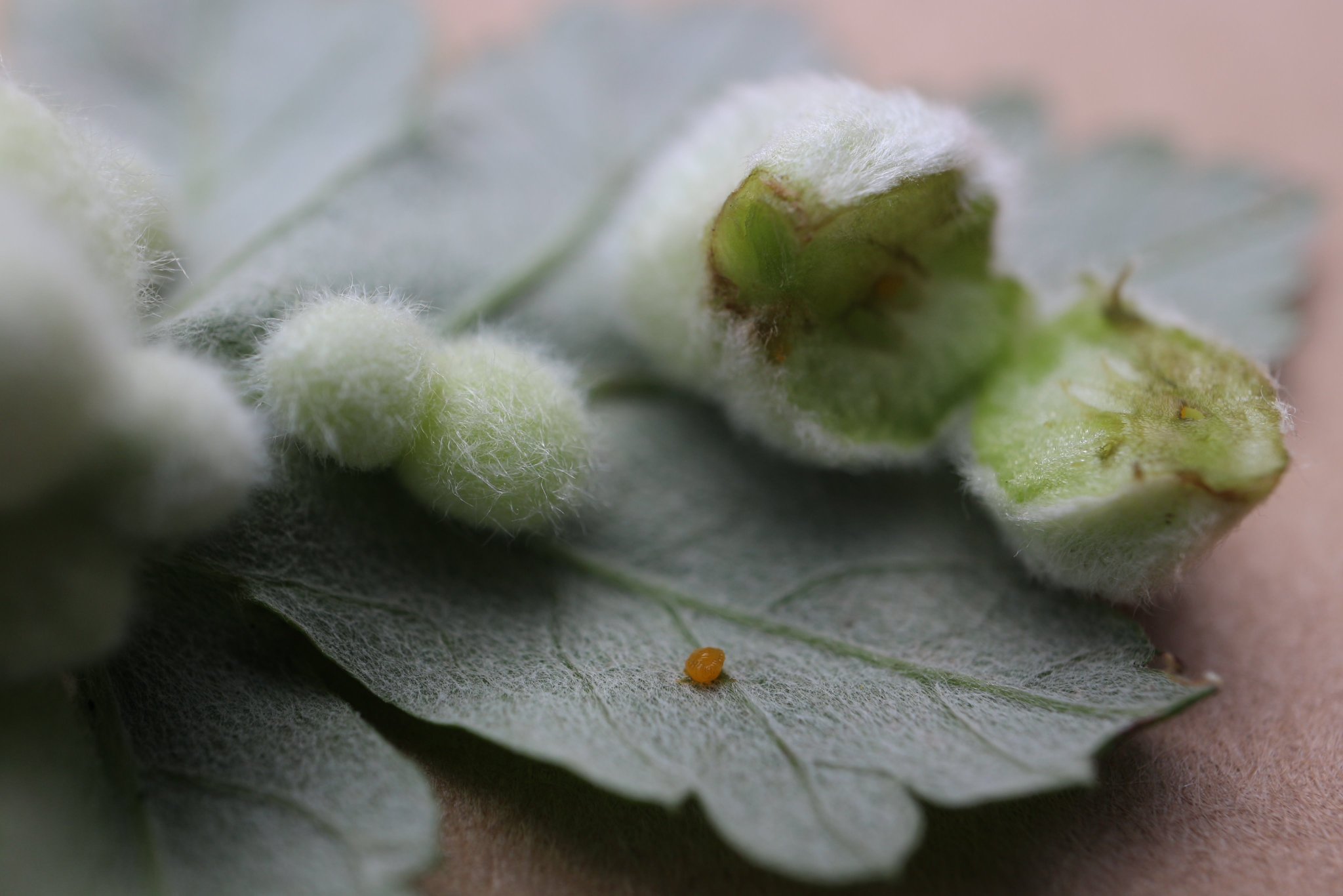 森野こびと あらほんと 開けてみたら 幼虫が 中までも ふわふわ素材 あら不思議 虫寄生 ヨモギ反応 繊維出す 虫こぶは植物に虫 卵や幼虫 など寄生してできるこぶ状のもの ヨモギ 虫こぶ 虫えい ヨモギワタタマバエ ヨモギハ