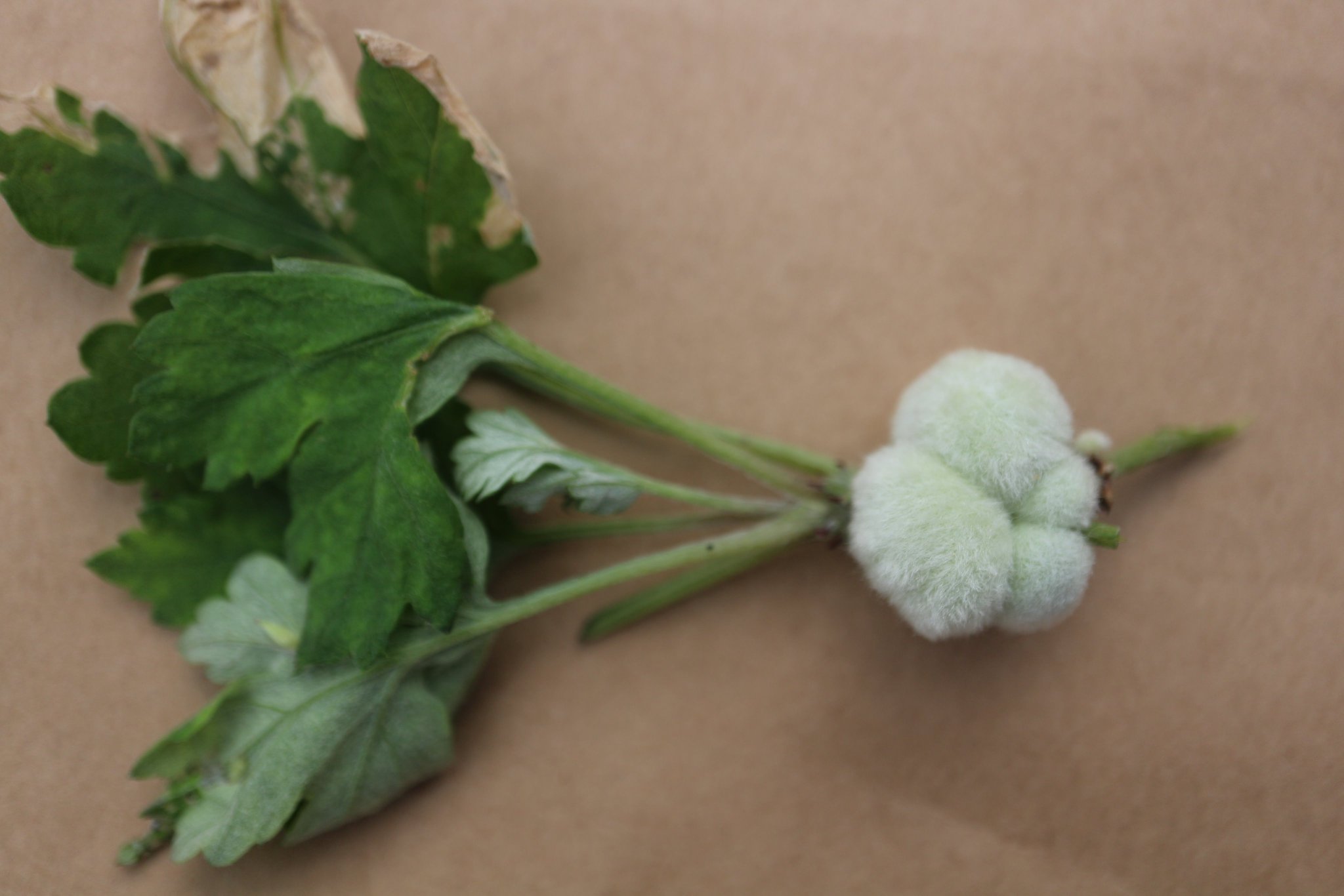 森野こびと あらほんと 開けてみたら 幼虫が 中までも ふわふわ素材 あら不思議 虫寄生 ヨモギ反応 繊維出す 虫こぶは植物に虫 卵や幼虫 など寄生してできるこぶ状のもの ヨモギ 虫こぶ 虫えい ヨモギワタタマバエ ヨモギハ