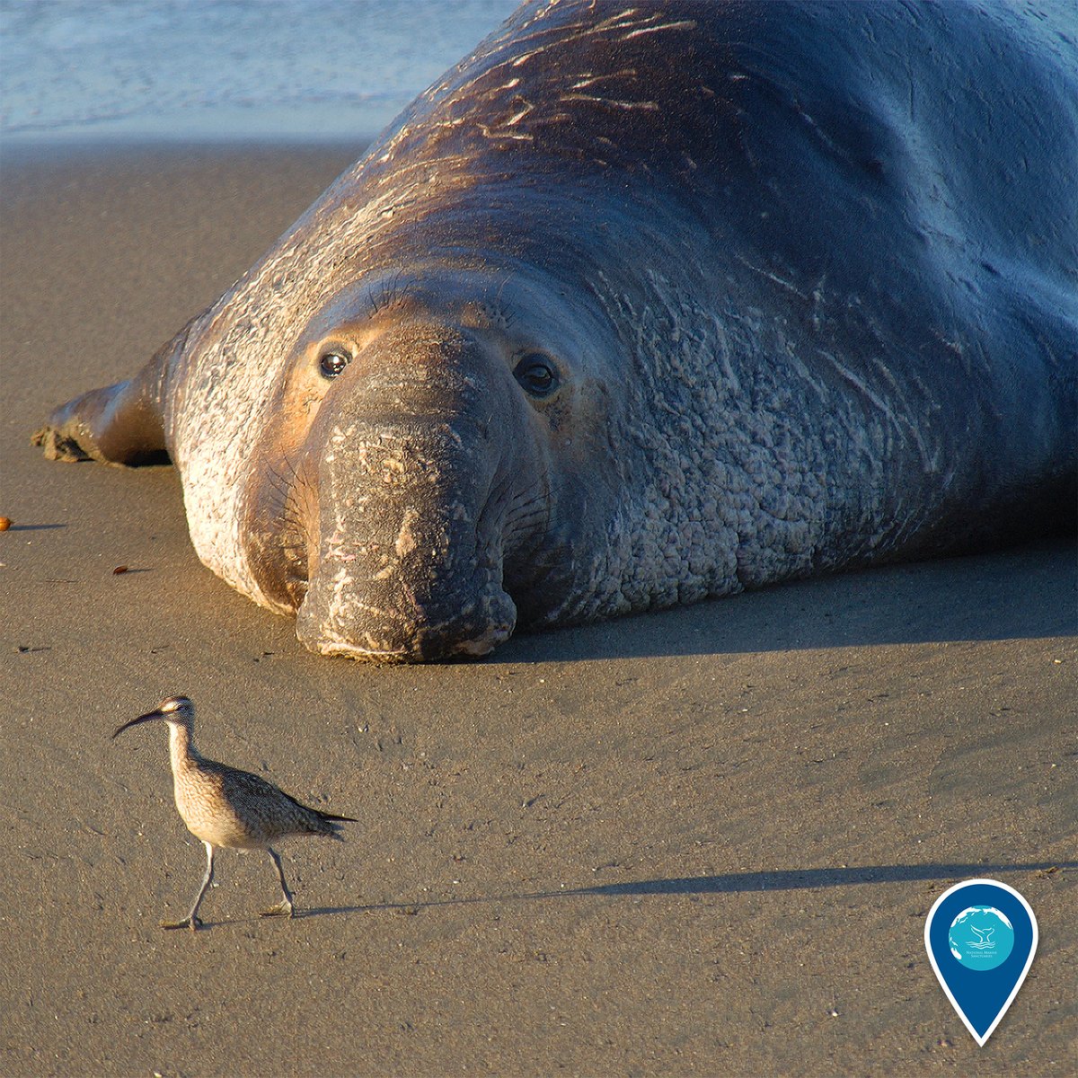 Sanctuaries (NOAA) tweet media