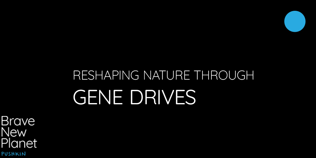 A technology called #GeneDrives has the power to spread any genetic instructions you wish across an entire animal or plant species in the wild. Altering nature might save species or prevent disease. But could it have unintended consequences? Find out now. podcasts.pushkin.fm/bnp-gene-drive…