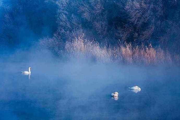 Gwadar_Pro's tweet photo. Swans 🦢 at Ili river, #Xinjiang. Dreamy views. #CPECtourism https://t.co/d8LZXmjH2H