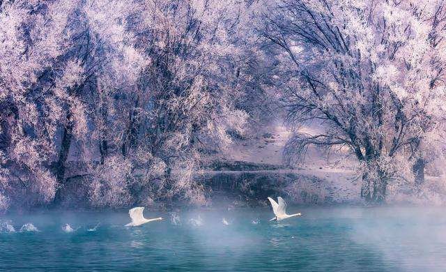 Gwadar_Pro's tweet photo. Swans 🦢 at Ili river, #Xinjiang. Dreamy views. #CPECtourism https://t.co/d8LZXmjH2H