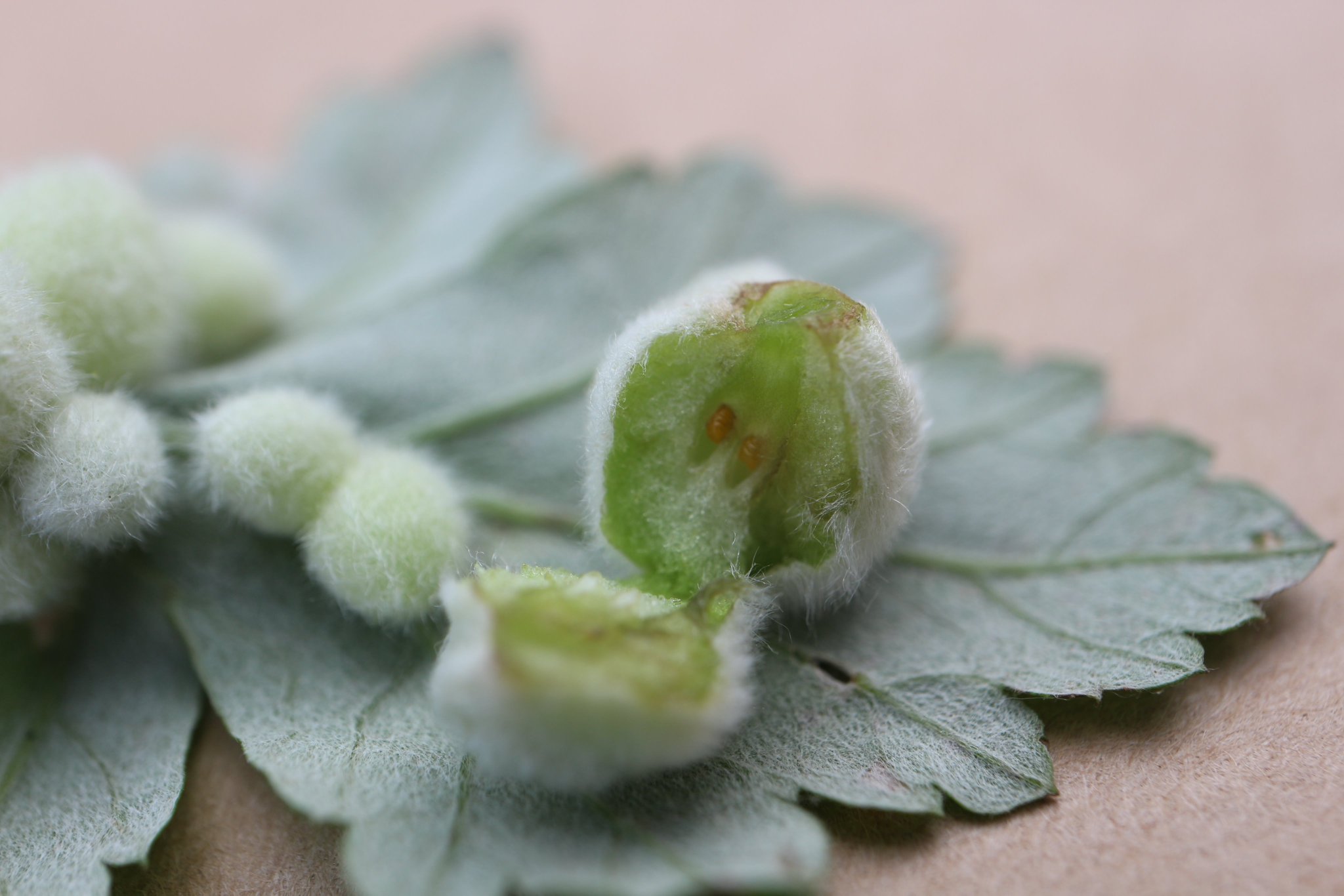 森野こびと あらほんと 開けてみたら 幼虫が 中までも ふわふわ素材 あら不思議 虫寄生 ヨモギ反応 繊維出す 虫こぶは植物に虫 卵や幼虫 など寄生してできるこぶ状のもの ヨモギ 虫こぶ 虫えい ヨモギワタタマバエ ヨモギハ