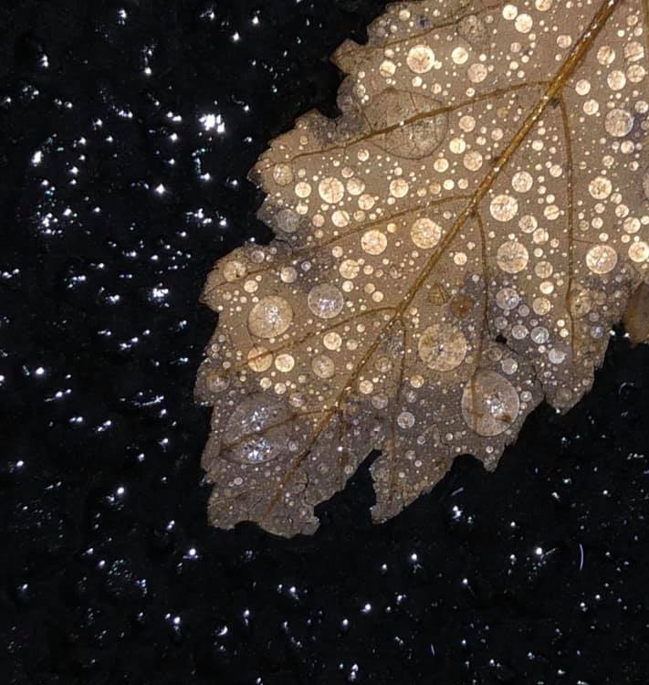 DoItGreenMN's tweet photo. 10 Days Left: If you live in the Twin Cities - Metro, you are in for some wet and cold weather starting today. Hang in there, even these days have their natural beauty too! 
#VirtualGreenGiftsFair #OurEarthOurCommunity #DoItGreenMN #30DayCountdown https://t.co/W8RH2e3ITm