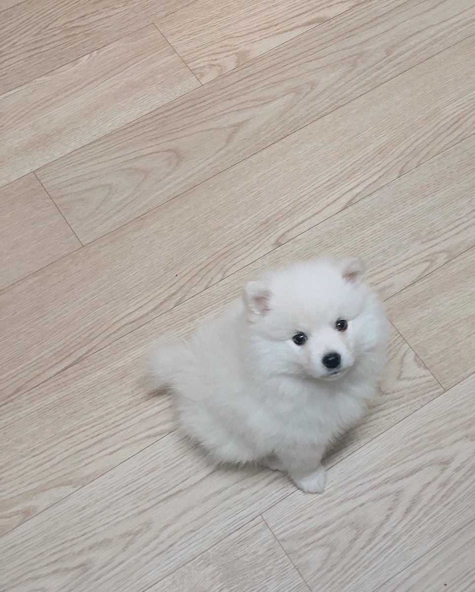 flowerJIHO's tweet photo. 늠름해진 설기~~😊😊 https://t.co/AiZRrRmOSE
