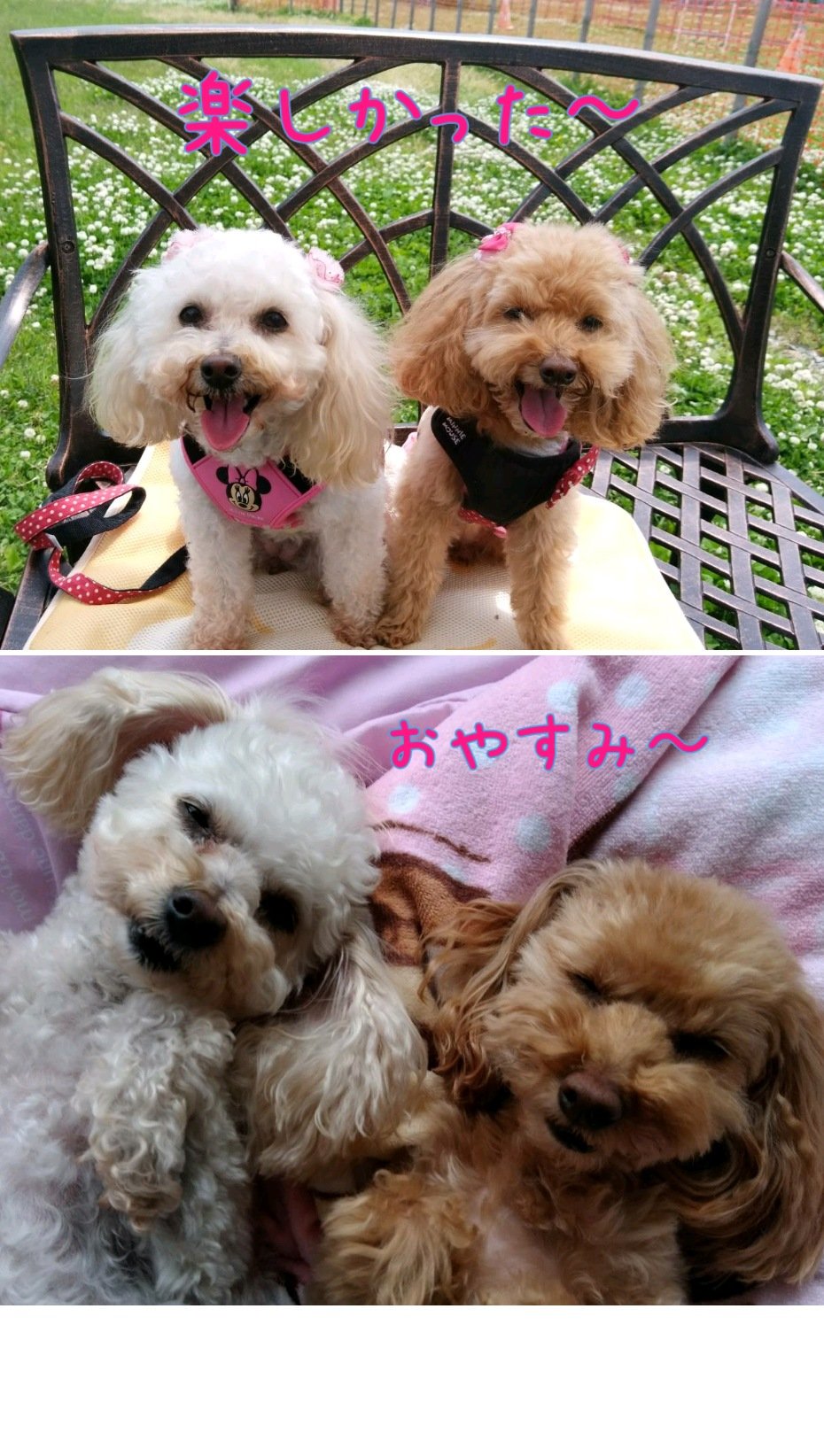 リカクリエイト トイプードルラインスタンプ候補 たのしみーっ な可愛い おふたりワンです まだまだ描きますよ Lineスタンプ トイプードル リカクリエイト ワンコイラスト オリジナルイラスト 可愛い犬の絵