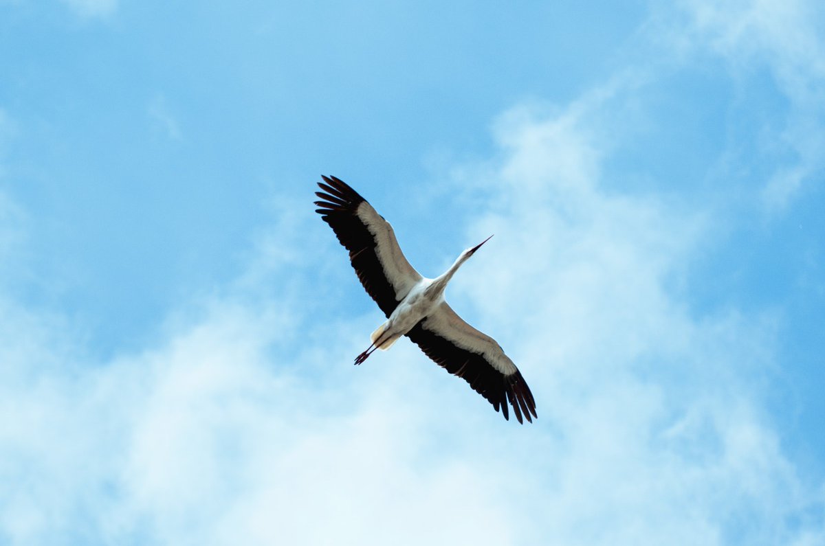 AngamaSafari's tweet photo. More #MigrationMaddness. The first of the migrating white storks have started to pass through the Mara Triangle. They are on their way south from Europe down to Southern Africa where they'll spend the summer #TodayInTheMara https://t.co/XxdIkzVfe8