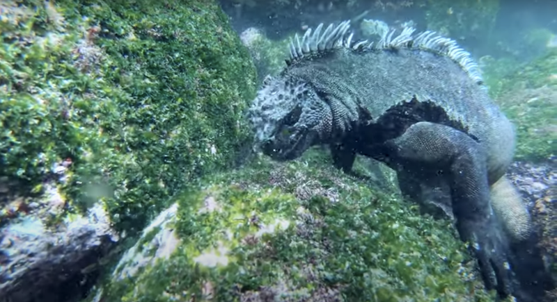 ExplorerVenture's tweet photo. #Wow. Guest Chris Lahr has just returned from a trip on our newest vessel Tiburon Explorer in the Galapagos Islands. Watch his exciting highlight reel on Youtube: https://t.co/VIjw2iL9yN

https://t.co/C2Bbp3mFmh ⁠#diving #liveaboard #scuba #scubadiving #divetravel #galapagos https://t.co/Dcm4AZKbdn