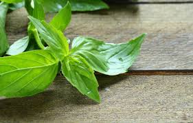 farmersmagic's tweet photo. Types Of Basil 
Lemon basil  As the name suggests, this type has a citrus flavor and sweet aroma. It differs from lemon balm, which is part of the mint family, because it still has that traditional savory-basil taste to it.
#FarmersMagic
#ImmunityFoods
#HealthyFoods
#PROBAY https://t.co/io2D3Hwgp7