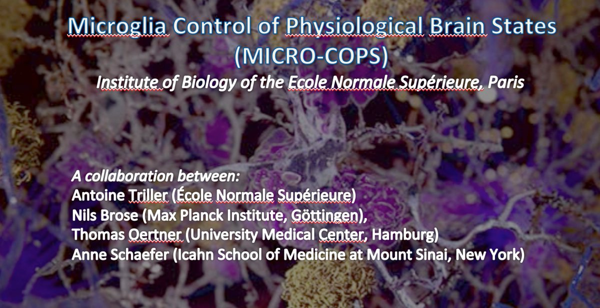 antoine_triller's tweet photo. POST DOC POSITIONS. Please RE-TWEET.
In the frame of an ERC synergy grant, we are hiring talented postdocs to study bidirectional microglia-neuron interactions with focus on synapses.
Send motivation letter/3Refs + CV via email. triller@biologie.ens.fr
#ERCSyG @ERC_Research https://t.co/mWanxUArHN