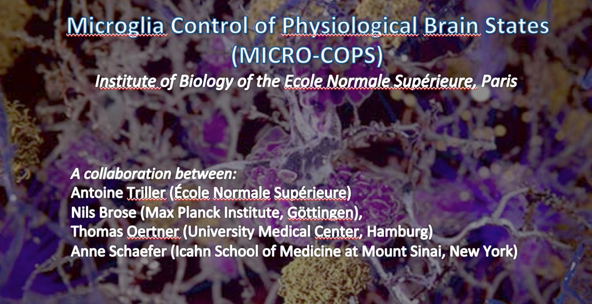 POST DOC POSITIONS. Please RE-TWEET.
In the frame of an ERC synergy grant, we are hiring talented postdocs to study bidirectional microglia-neuron interactions with focus on synapses.
Send motivation letter/3Refs + CV via email. triller@biologie.ens.fr
#ERCSyG @ERC_Research