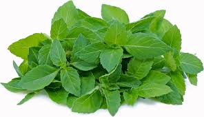 farmersmagic's tweet photo. Types Of Basil 
Holy basil, a natural antioxidant known for its medicinal properties, is also called Tulsi and is traditionally from India
#FarmersMagic
#ImmunityFoods
#HealthyFoods
#PROBAY https://t.co/akwx0EqBvl