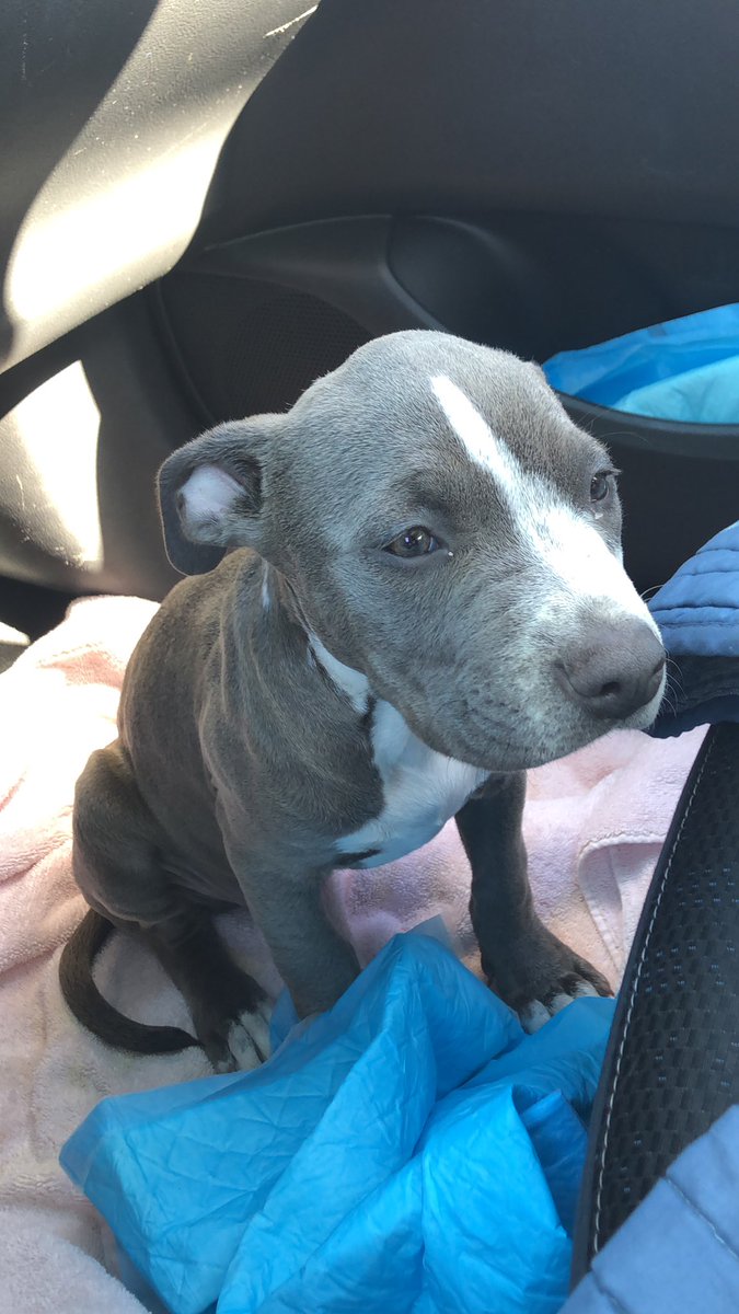 SadeAntoinette's tweet photo. My poor pumpkin #fuckparvo https://t.co/jWimqxGjYK