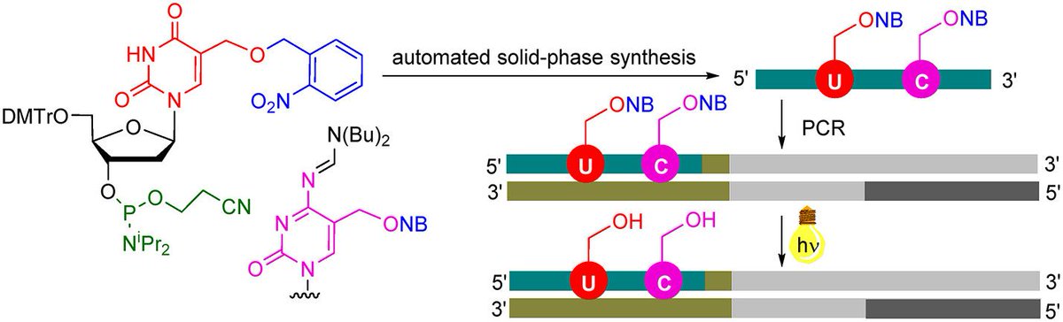 J Org Chem Org Lett Photocaged Nucleoside Phosphoramidite Building Blocks For Automated Synthesis Of Dna Containing Photoactivatable Epigenetic Hydroxymethylpyrimidine Bases Check It Out In Ol T Co 8fowp0nh03 Hocekm Iocbprague