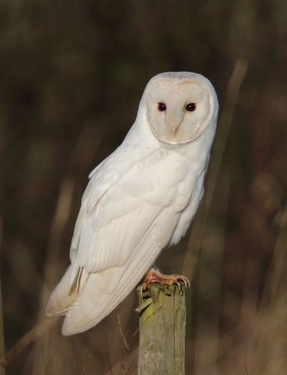 OwlsEveryHour's tweet photo. #OwlHour https://t.co/LIxbLs3K8t