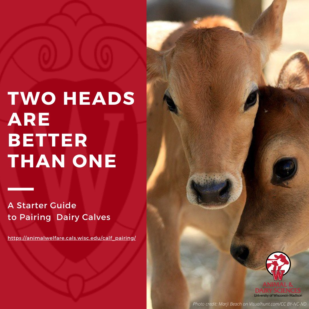 Animal Welfare Science @ UW-Madison tweet media