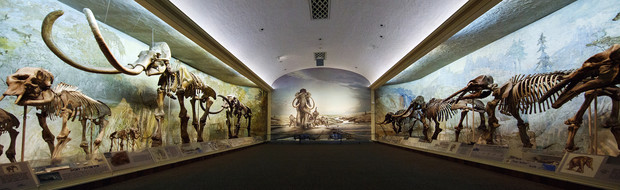 The far end of Elephant Hall in Morrill Hall at the University of Nebraska-Lincoln features a mammoth mural by Mark Marcuson. Marcuson attended a Triceratops dig & was encouraged to apply at the museum when folks saw his sketches. (1st pic by Craig Chandler [no relation])