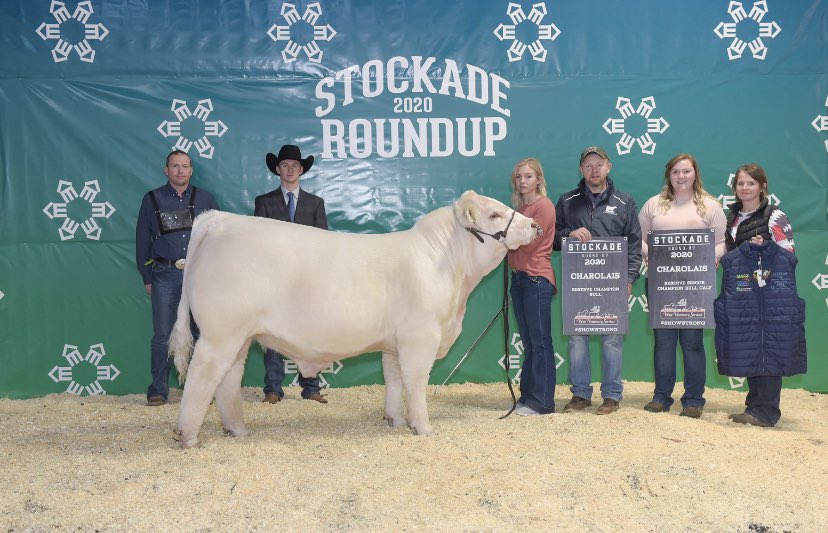 charolais_mike's tweet photo. Lloyd Stockade 2020 you never let us down, thanks for a great event! Congrats also in order to Hopewell Charolais with Sos Hotmess 50B on her Champion female honours and top@4 in the supreme. #charolais #showstrong https://t.co/v1l7Kpp50j