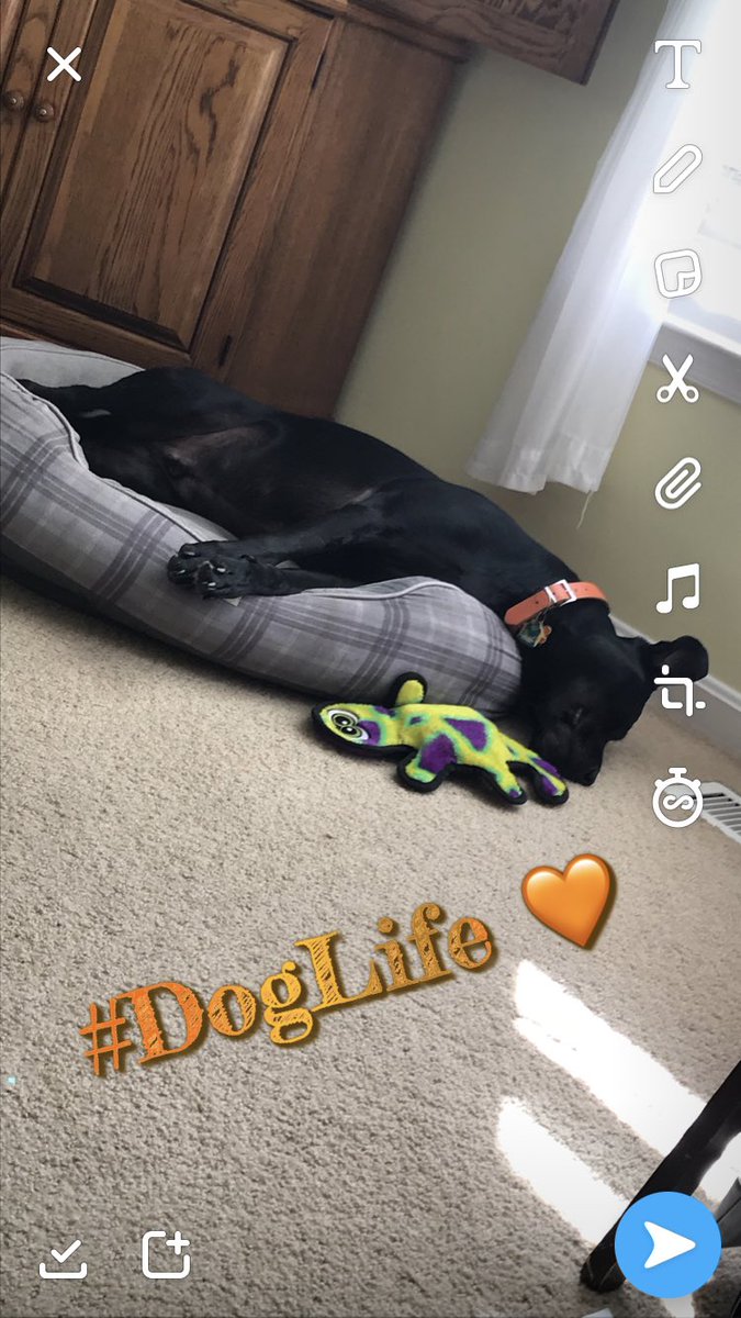 jlcjohns's tweet photo. @bunsenbernerbmd #DogsOfTwitter #LabsOfTwitter #ADogsLife 🧡 #LoveThisPup #DogMom https://t.co/KArukBRLl6